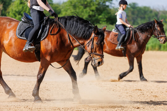 Horse riding school. Little children girls at group training equestrian lessons at outdoors ranch horse riding yard. Cute little beginner blond girl kid near beautiful brown horse