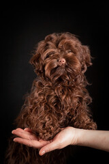 A small decorative dog with a long curly coat