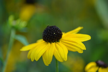 Gelbe Rudbeckie Nahaufnahme-Sommerliche Leuchtkraft