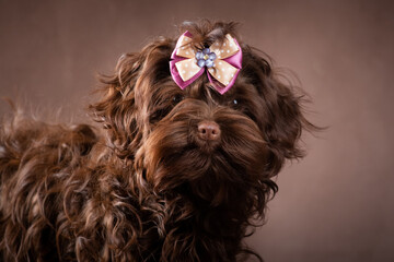 Portrait of a small decorative brown red dog with long curly hair