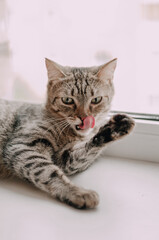  Cute curious kitty with big yellow eyes lying bed. Funny pet.