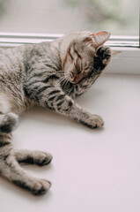 a homeless gray yard cat on a brown bench on the street and looking at camera. Cute curious kitty with big yellow eyes lying bed. Funny pet.