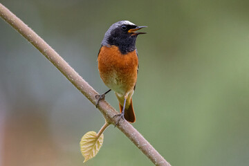 The common redstart (Phoenicurus phoenicurus) or often simply redstart, is a small passerine bird in the genus Phoenicurus.