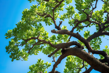 Oak Tree Branches Against Clear Blue Sky