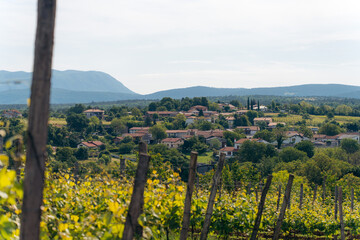 vineyard in the summer