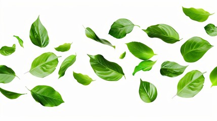 green tea leaves and white background