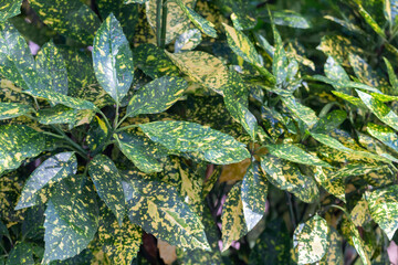 Beautiful leaves of bushes in Belgrade, Serbia