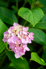 Blooming Hortensia in Belgrade, Serbia