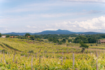 field of flowers in mountains