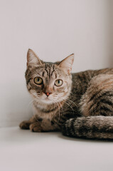 Surprised cat look around follow something, closeup. Funny pet.