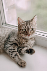 Surprised cat look around follow something, closeup. Funny pet.