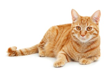 Obraz premium Orange Cat On White. Cool Ginger Senior House Cat Sitting Up, Isolated on White Background