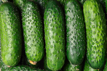 Texture of fresh green cucumbers, closeup