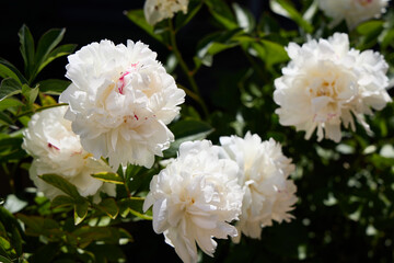 Beautiful white peony flowers in garden on black background