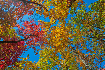 Canopy of Colors in the Fall