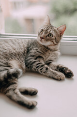 Cute curious kitty with big yellow eyes lying bed. Funny pet.