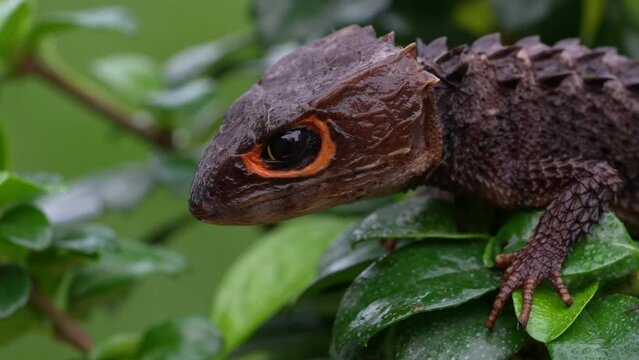 Red-eyed Crocodile Skink in Rainforest