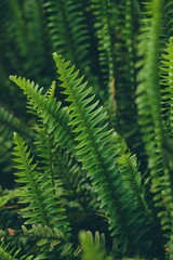 green fern leaves