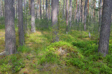 Pine forest at summer day.