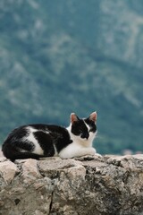 cat on the stone wall