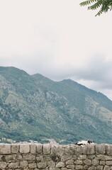 Cat lying on the stone wall of an old fortress with a Mountain View 