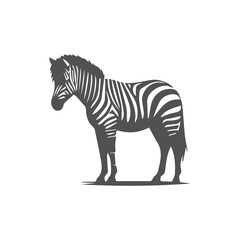 zebra isolated on white background