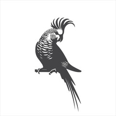 black and white parrot © designitsme