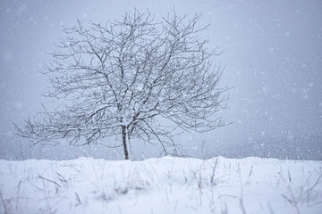 Snow covered tree on a meadow with snow flakes and empty space for design.