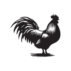 rooster isolated