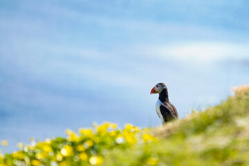 Atlantic puffin on the isle of Staffa in Scotland. The puffins breed on Staffa, a small island of the coast of Mull.	