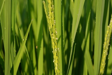 白く小さい イネの花