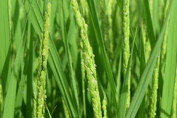 白く小さい イネの花