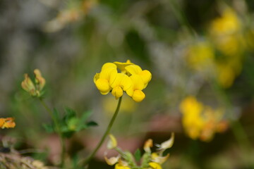 Gelb blühende Blumen blühen in ihrer Natur