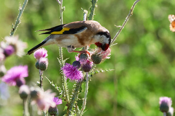 European goldfinch bird eating seeds (Carduelis carduelis)