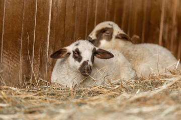 Portrait of a cute sheep lamb in a countryside barn setting