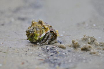 Hermit Crab in the sand 