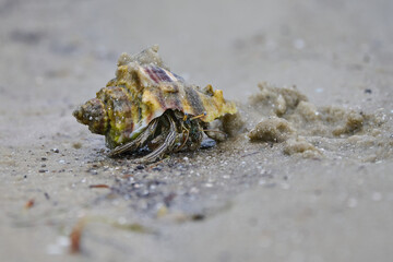 Hermit Crab in the sand 