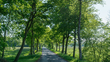 Straße im Ammerland
