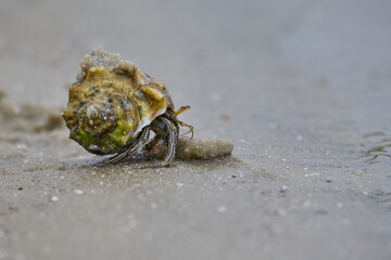 Hermit Crab in the sand 