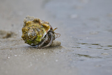 Hermit Crab in the sand 