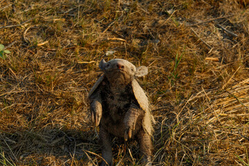 Tatú de las pampas del beni 