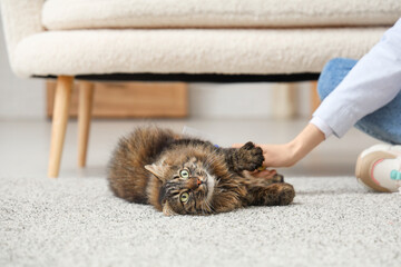 Young woman brushing fluffy cat on carpet at home, closeup