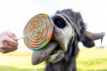 Funny close-up of a yak cow bull licking on a lollipop