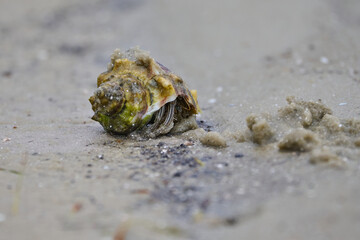 Hermit Crab in the sand 