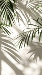Palm Leaf Shadows on a Light Wall