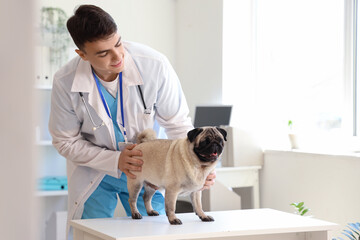 Male veterinarian with cute pug dog in clinic