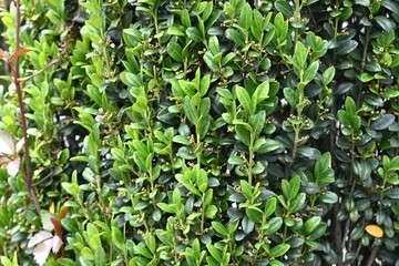 Ilex crenata 'Sky Pencil' tree. Aquifoliaceae evergreen tree. A Japanese cultivar of boxwood. Its...