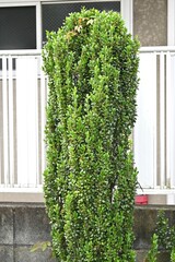 Ilex crenata 'Sky Pencil' tree. Aquifoliaceae evergreen tree. A Japanese cultivar of boxwood. Its...