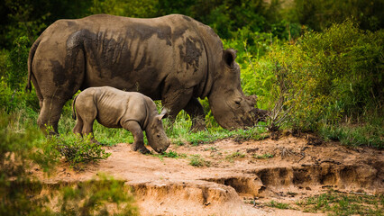 Obraz premium Rhino and calf in the wild grazing