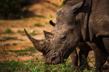 Old and scarred rhinoceros grazing side portrait 